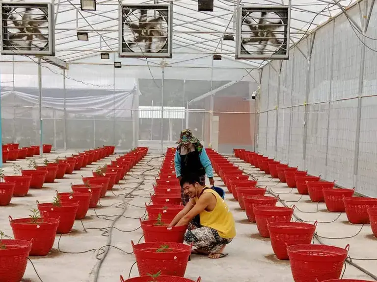 ฟาร์มกัญชาออร์แกนิค วิสาหกิจชุมชนหงส์หินก้าวไกล