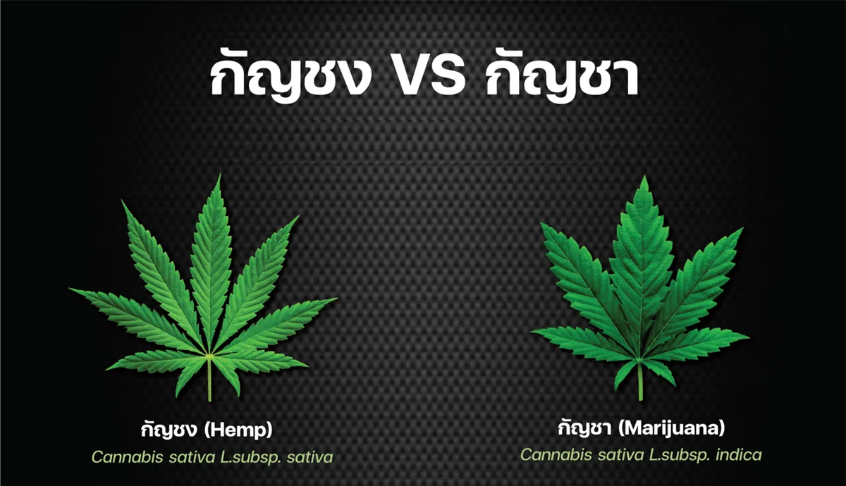 กัญชง กับ กัญชา แตกต่างกันยังไง