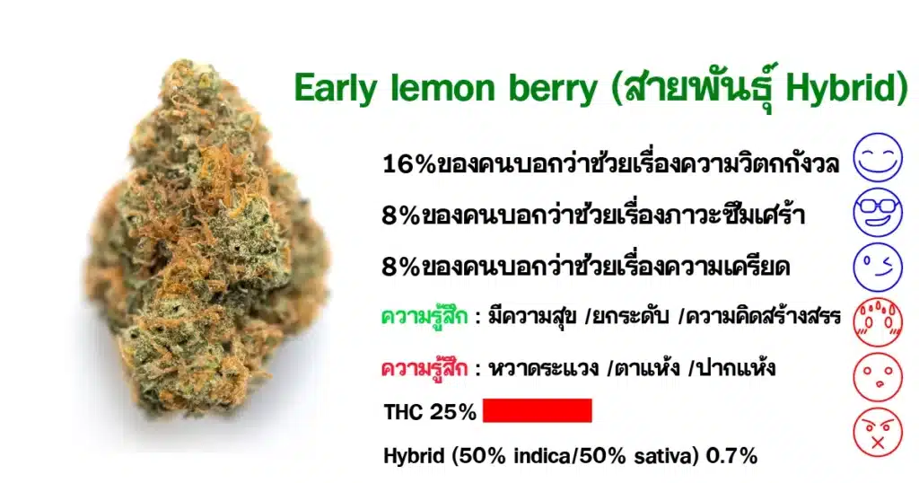 .ดอกกัญชา Early lemon berry (สายพันธุ์ Hybrid)
