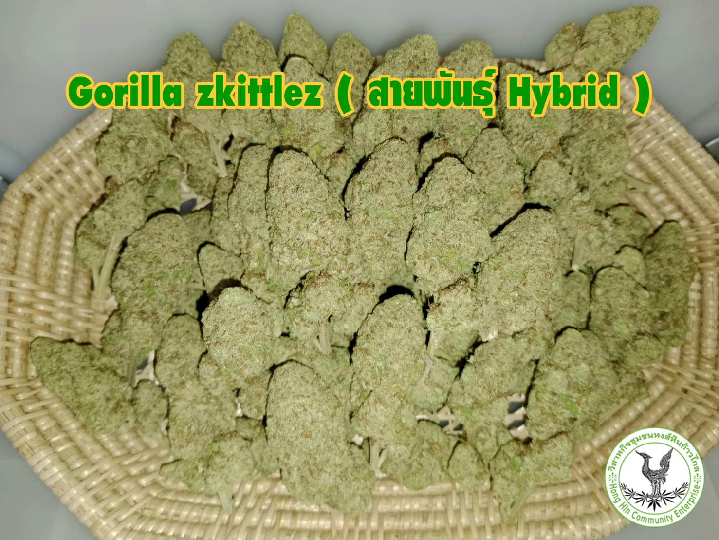 ดอกกัญชา Gorilla zkittlez (สายพันธุ์ Hybrid) ฟาร์มกัญชา ออร์แกนิค