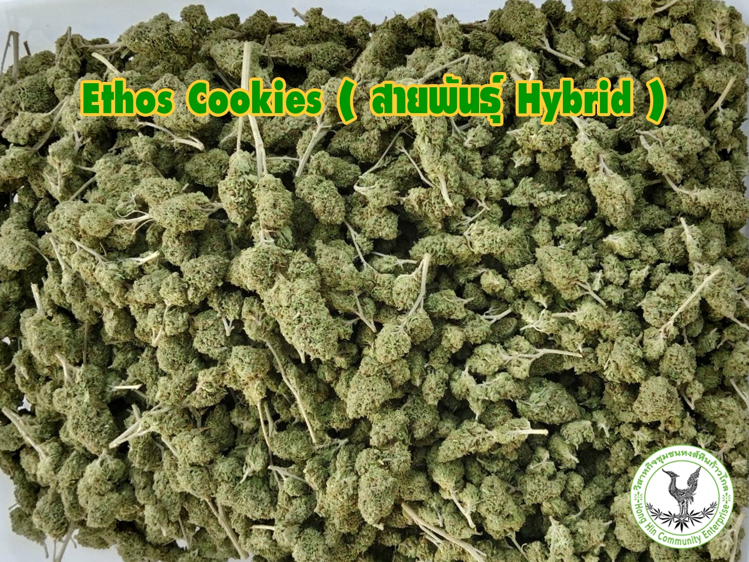 ดอกกัญชา Ethos Cookies (สายพันธุ์ Hybrid ) ฟาร์มกัญชา ออร์แกนิค
