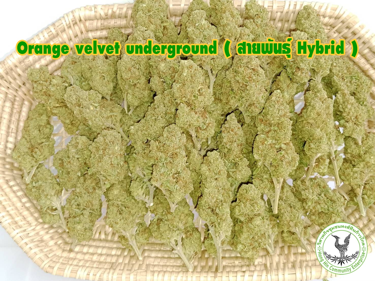 Orange Velvet Underground (สายพันธุ์ Hybrid) ฟาร์มกัญชา ออร์แกนิค