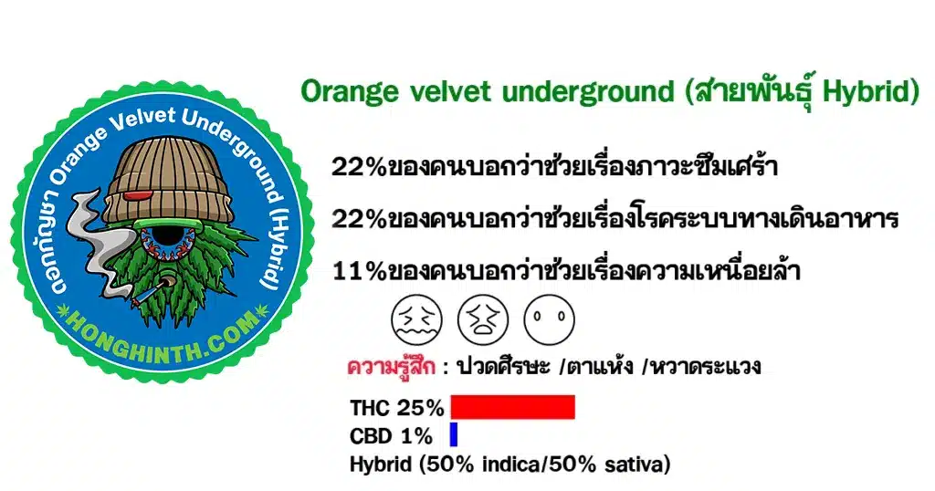 .ดอกกัญชา-Orange-velvet-underground-สายพันธุ์-Hybrid