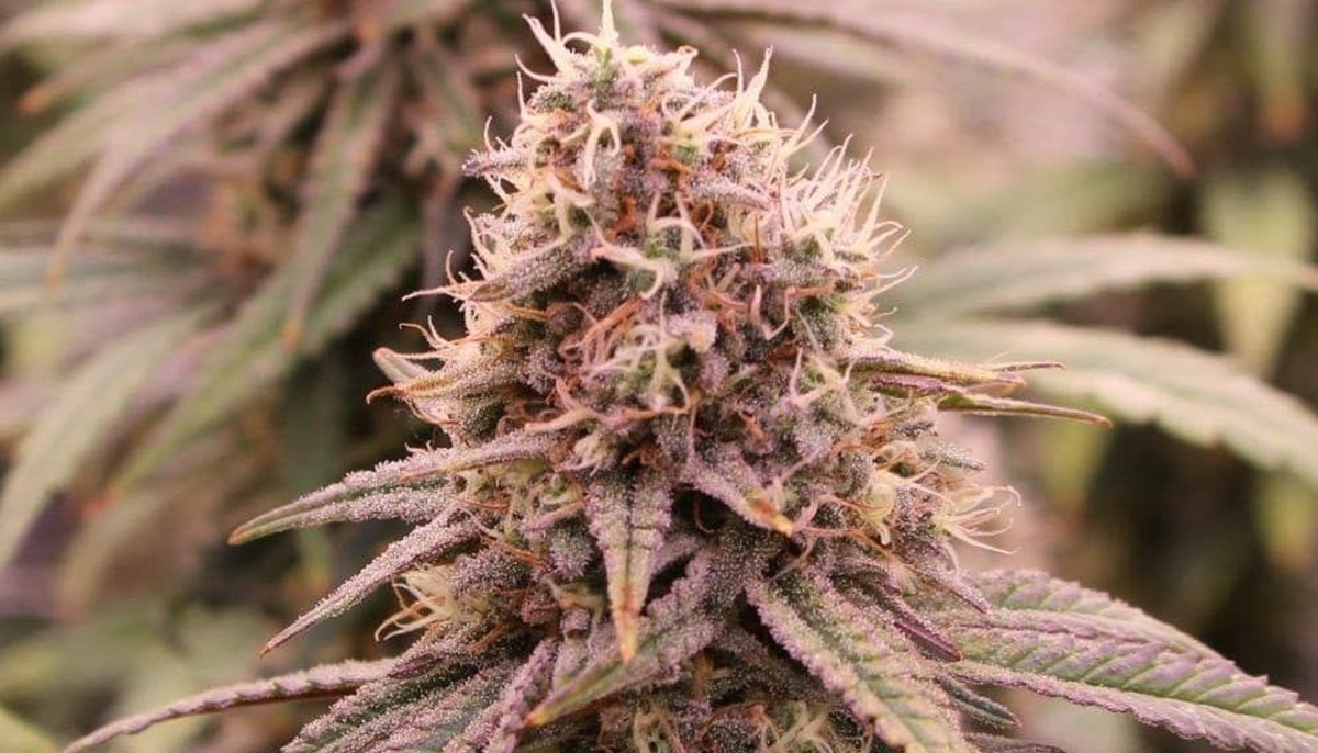 ดอกกัญชา Early lemon berry (Hybrid)